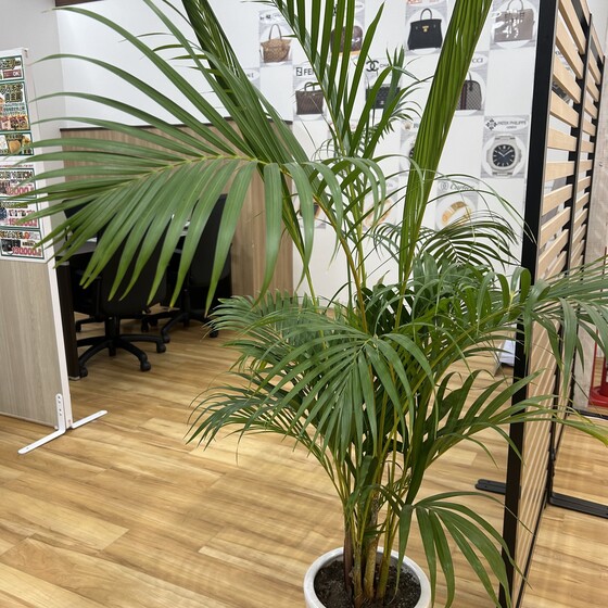 お知らせの画像