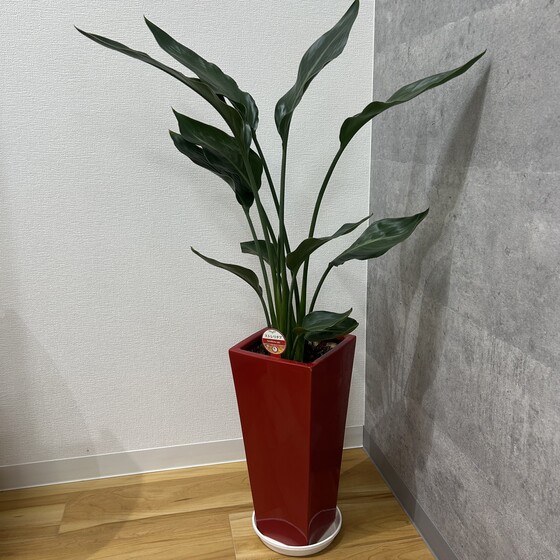 お知らせの画像